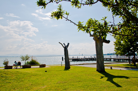 Shadow play in the trees at Lake Trasimenoの写真素材