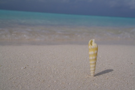 Sea concept with shell on the beachの写真素材