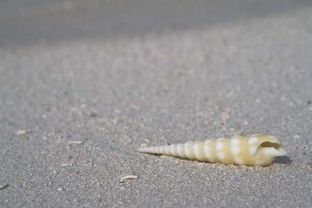 Sea concept with shell on the beach