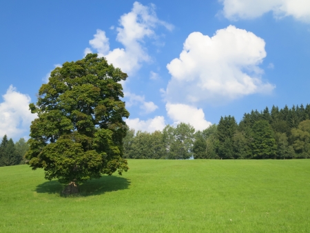 Green nature landscape with blue skyの写真素材