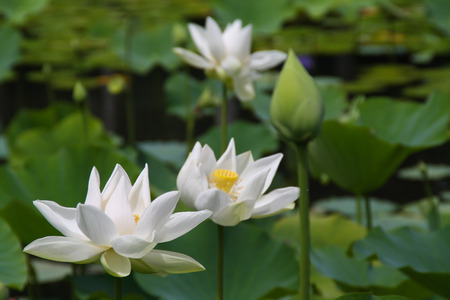 White lotus in the botanical garden in Pamplemousses, Mauritiusの写真素材