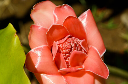 Detail of a red flower in the botanical gardenの写真素材
