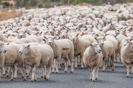 Merino sheep on the roadの写真素材