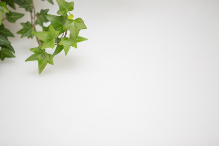 Green leaves on the backgroundの写真素材