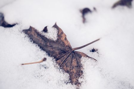 Fallen leaf in the snow / winter conceptの写真素材