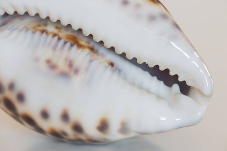 Seashell / cowrieの写真素材