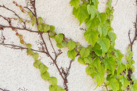 Fresh green leaves climbing the wallの写真素材