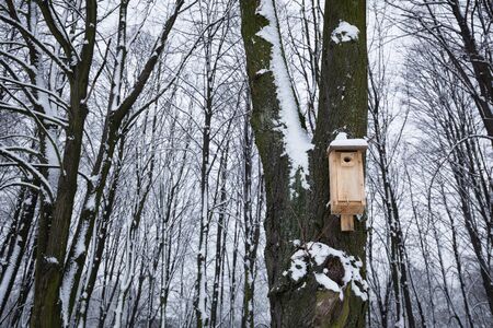 bird feeder helping to survive the winter