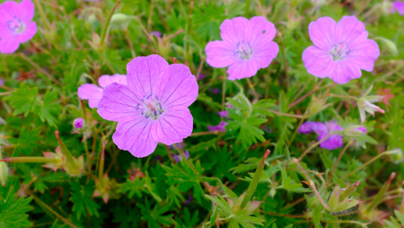 flourishing spring flowersの写真素材