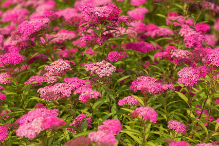 Patagonian verbena flowering