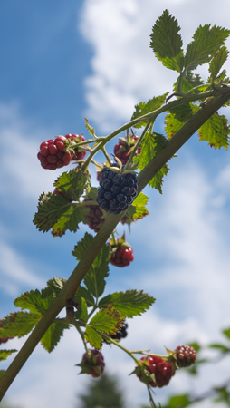 ripen on a bush in a berries orchardの写真素材