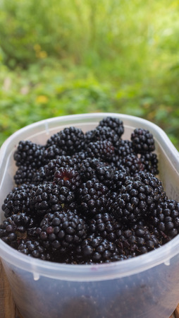 Freshly picked from the bush ripe blackberries, placed in a boxの写真素材