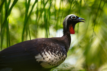 Black fronted piping guan bird in the forestの写真素材
