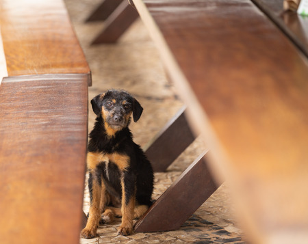 dog sitting on the floorの写真素材