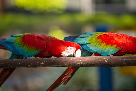 colorful macaw parrots eating from feeders prepared for them. outside photo