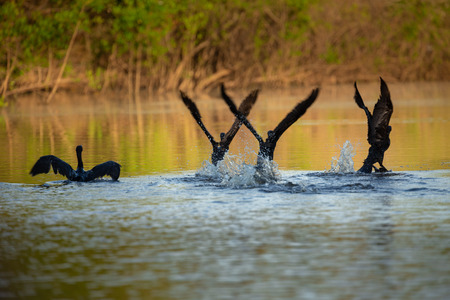 cormorants flowing through the riverの写真素材