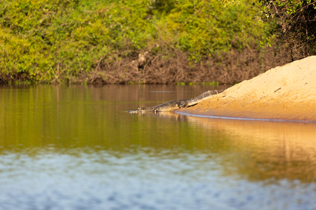 caiman basking on the river bank in the sunの写真素材