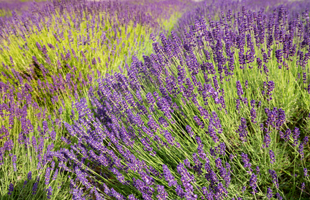 flourishing fields of lavenderの写真素材