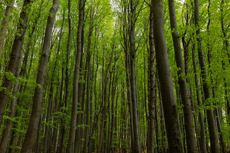 Prime beech forests in the Jasmund national park on the island of Rgen. germany