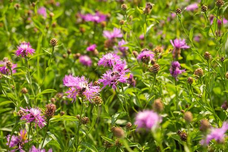 A flowering meadow full of flowers is needed for many useful insects, including bees and bumblebeesの写真素材