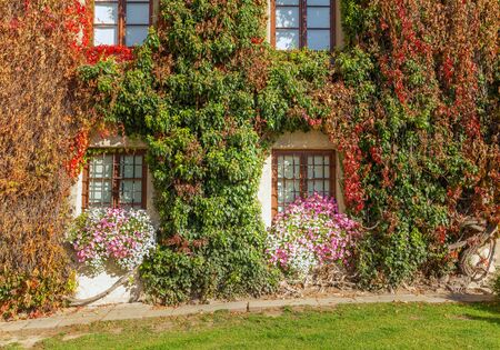 Building wall and window beautifully overgrown with creepers, autumn colors and flowersの写真素材