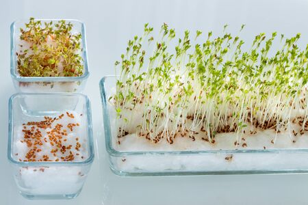 fresh cress grown at home. Healthy food without pesticides and fertilizersの写真素材