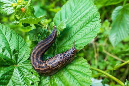 Slug on a green leaf, garden pestsの写真素材