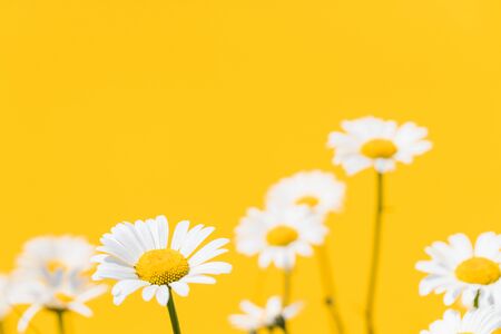 blooming daisies on a yellow backgroundの写真素材