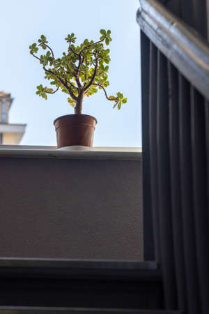 a small tree in a pot, standing on the windowsill in the staircaseの写真素材