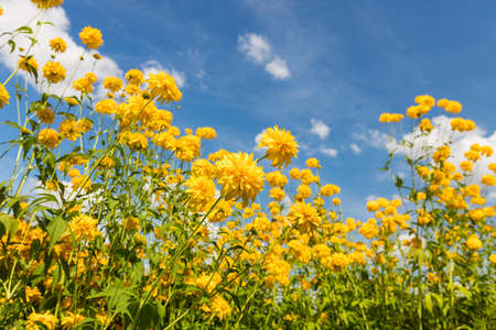 Landscape. yellow flowers growing in the meadow, view from below against the backdrop of clouds in the blue skyの写真素材