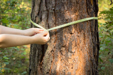 measuring the circumference of a tree with a meter. The concept of deforestation from an old and valuable standの写真素材
