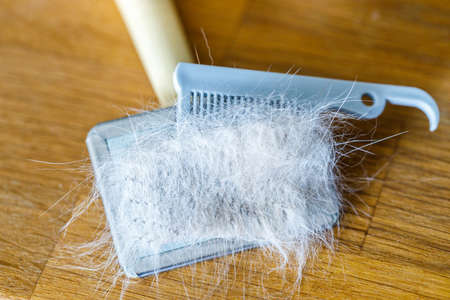 brush and comb full of hair after grooming your petの写真素材