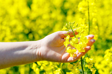 yellow rape field. Female hand holding flowers, Agricultural cropsの写真素材