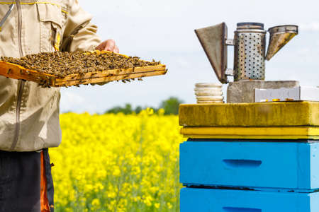 Bees make honey, Hives, Work of a beekeeper in an apiary, Natural honey production.の写真素材