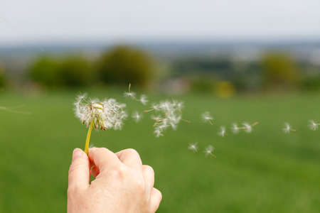 a dandelion held in a woman's hand, seeds flying in the airの写真素材