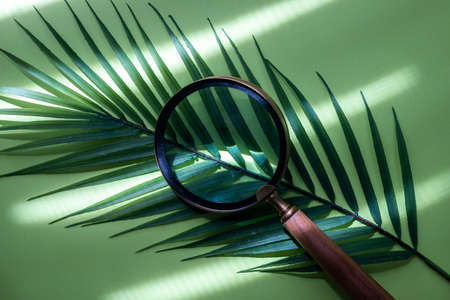 A magnifying glass on a tropical leaf, Creative green background, journey into the unknown, search for wildness, travel layoutの写真素材