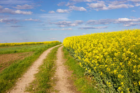 blooming yellow rape flowers, beaten road between fields, landscape