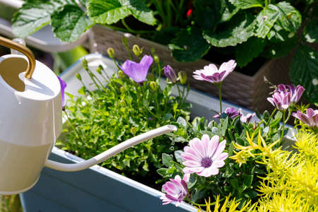 watering plants, gardening, flowers in pots, sunny day, house plantsの写真素材