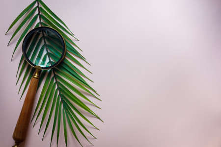 Magnifying glass on a tropical leaf, Creative, a journey into the unknown, searching for nature, arrangement of greenery, flat lay, pink background with an empty space for textの写真素材