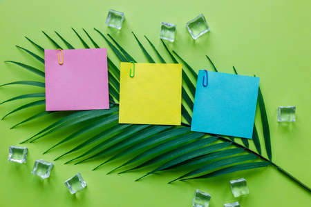 Tropical green background with exotic tropical palm leaf. Ice cubes. Blank colorful cards with space...