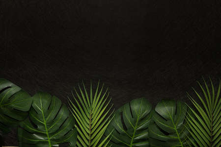 Creative layout, Green leaves of monstera and tropical palm tree, Black background, Flat layer,...
