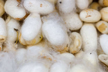 silkworm cocoons, a large amountの写真素材