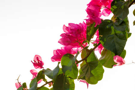 Blooming bougainvillea flowers, photo under the sun, white background, space for textの写真素材
