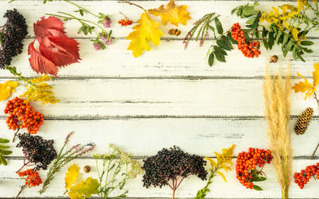 Fall colors, Flat lay, Real leaves, seeds and fruits associated with autumn, White boards with space for an inscription, Horizontal photoの写真素材