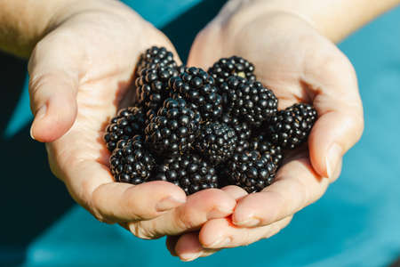The joyful girl shows a handful of fresh blackberries which she has picked from the bushの写真素材