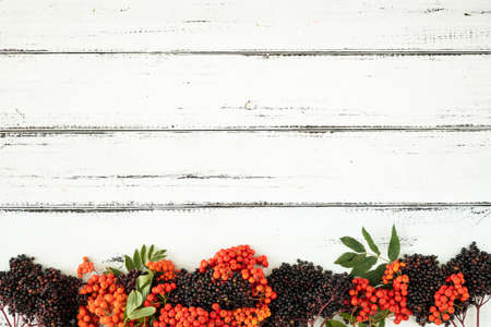 Autumn wild fruits on white boards, background with space for text,の写真素材