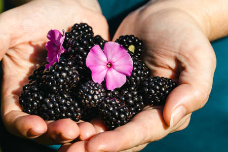 The woman shows two handfuls of fresh blackberries picked from the bushの写真素材