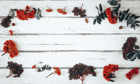 Autumn wild fruits on white boards, background with space for text,の写真素材