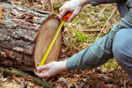 Measuring a felled tree in the forest. The concept of deforestation from an old and valuable tree stand, A threat to the ecosystem absorbing carbon dioxide CO2の写真素材