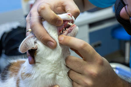 Vet dentist looking at red and swollen gums of a cat in a clinic, concept, examination and treatment of petsの写真素材